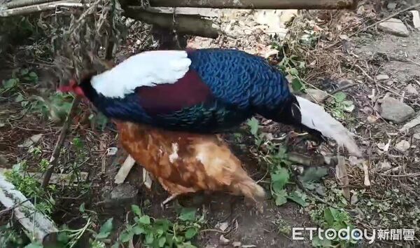 ▲▼嘉義縣中埔鄉深坑村出現台灣特有種藍腹鷴。（圖／築夢森居探索生態農場 劉朝維提供）