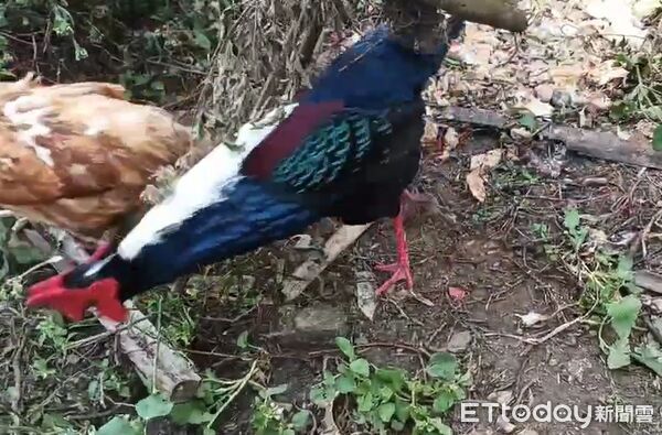 ▲▼嘉義縣中埔鄉深坑村出現台灣特有種藍腹鷴。（圖／築夢森居探索生態農場 劉朝維提供）