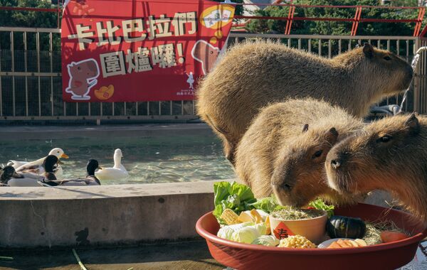 ▲▼宜蘭綠舞。（圖／業者提供）