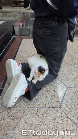 拜拜遇到廟貓踏踏。（圖／信眾李小姐提供）