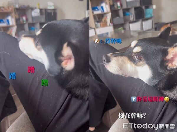 ▲。（圖／有點毛毛的／林君怡提供）