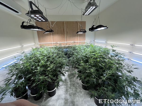 市價千萬元大麻窟遭剿！他雇低收男直播監控　詭辯有病求減刑