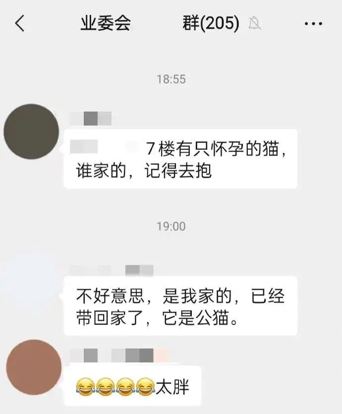 ▲社區管理員稱「懷孕貓媽媽走失」　飼主尷尬笑：牠只是過胖的公貓（圖／翻攝自搜狐）