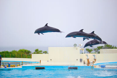陪伴半世紀！沖繩水族館海豚明星「Oki醬」病逝　告別舞台惹鼻酸