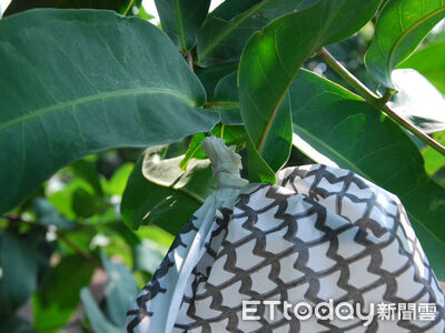 蓮霧開花結果　高雄區農改場籲農友留意病害防治時機