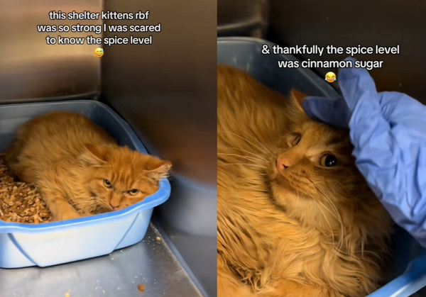 收容所臭臉橘貓嚇壞女志工「一摸超反差」　背後原因曝光網心碎。（圖／翻攝自TikTok／rosieandtheshelterpups）