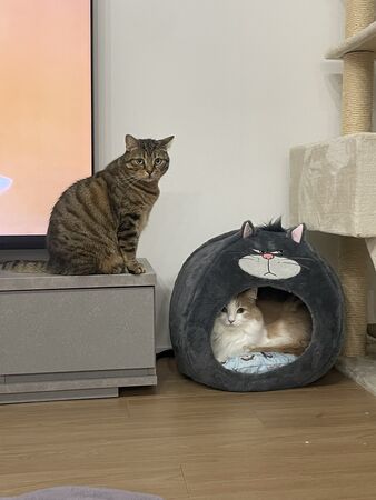 ▲。（圖／翻攝自X／@pari2mofu2）