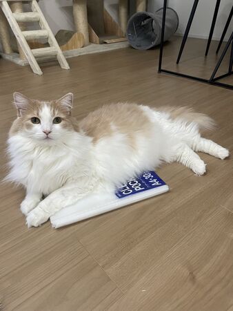 ▲。（圖／翻攝自X／@pari2mofu2）