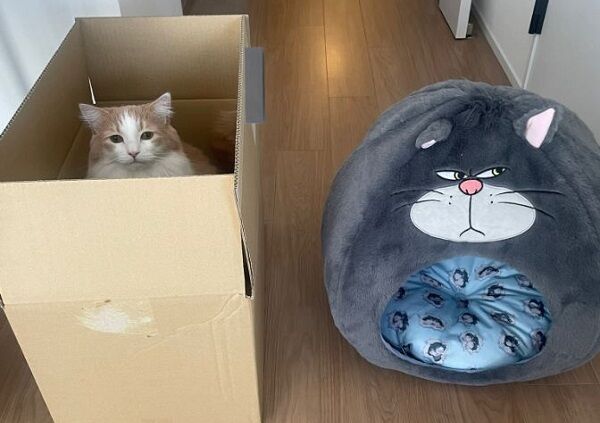 ▲。（圖／翻攝自X／@pari2mofu2）