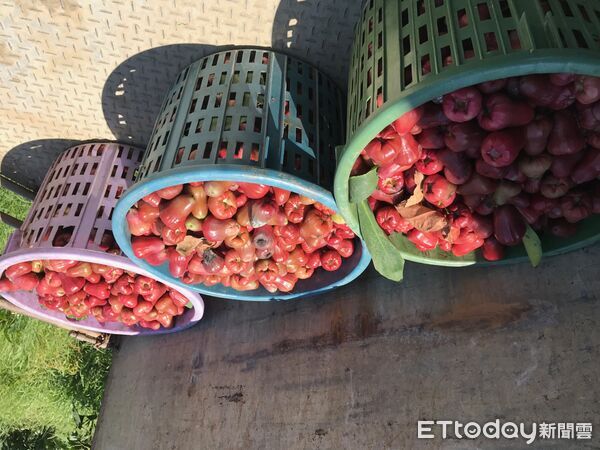 ▲蓮霧套袋。（圖／高雄區農改場提供）