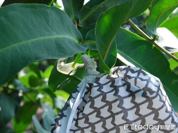 ▲蓮霧套袋。（圖／高雄區農改場提供）