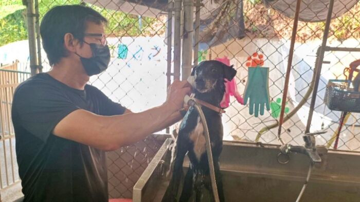 善用嗅覺引導！五股動物之家志工訓練師　助收容犬重拾安全感