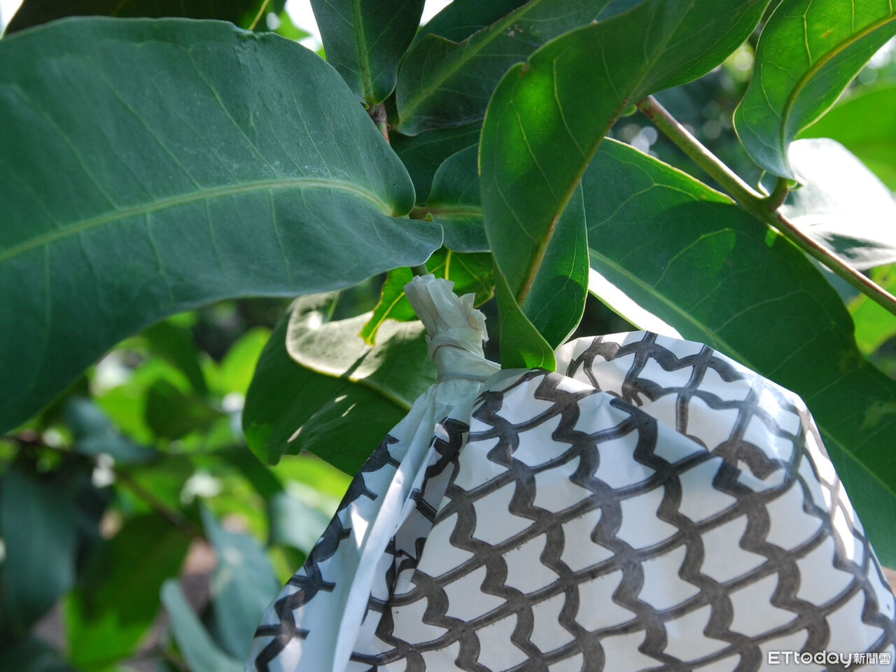 蓮霧開花結果　高雄區農改場籲農友留意病害防治時機