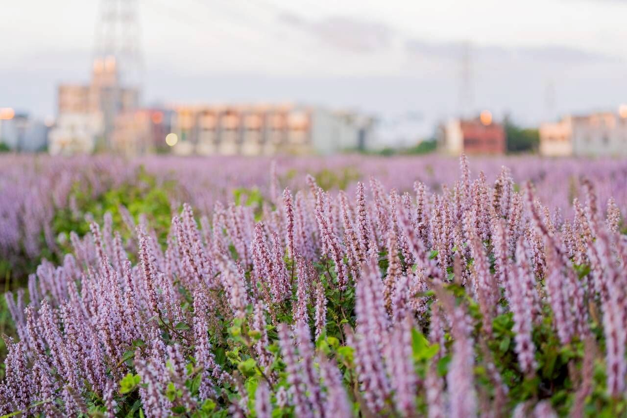 ▲▼富岡,楊梅,富岡鐵道藝術生活節,仙草嘉年華,花海,JOJO。（圖／桃園縣政府提供）