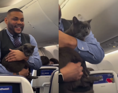 「這是誰的貓？」空服員抱著貓巡走道　網羨慕：想搭這班飛機