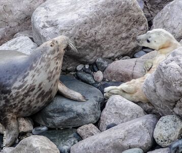 見到5年前救援瀕死孤兒海豹　他驚喜：你帶寶寶來啦！