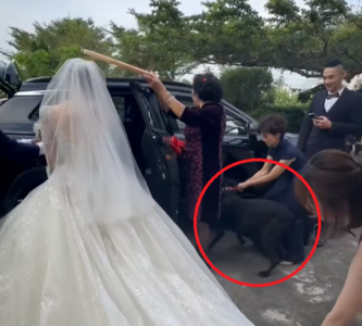 黑狗「搶上禮車」爆紅　3年後再參加迎娶又想上車啦！