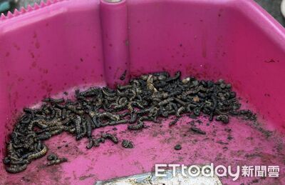 密集恐懼慎入！毛毛蟲大軍攻陷烏日　住戶崩潰：整個紗窗都是