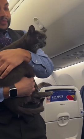 貓咪在飛機上遊蕩。（圖／翻攝自IG@jaytom531）