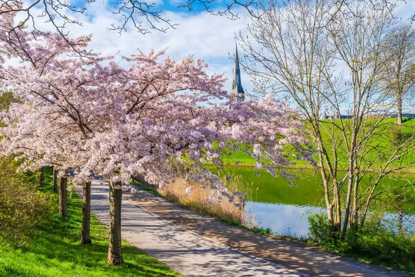▲日韓歐美賞櫻點。（圖／雄獅旅遊提供）