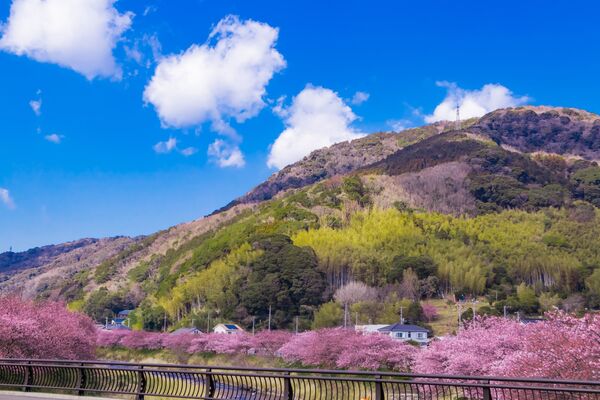 ▲日韓歐美賞櫻點。（圖／雄獅旅遊提供）