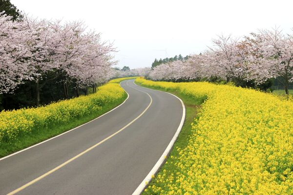 ▲日韓歐美賞櫻點。（圖／雄獅旅遊提供）