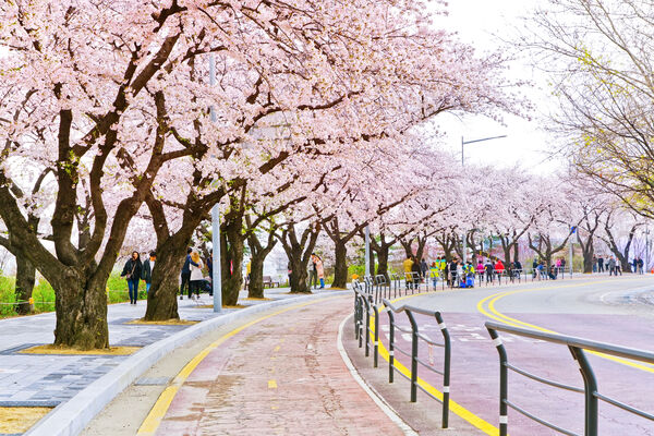 ▲汝矣島櫻花節,慶和站位於韓國昌原市鎮海區，是韓國熱門賞櫻景點。（圖／五福旅遊提供）