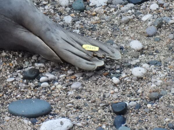 落難海豹帶來新生。（圖／翻攝自RSPCA Stapeley Grange）