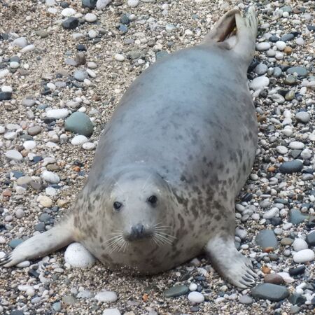 落難海豹帶來新生。（圖／翻攝自RSPCA Stapeley Grange）