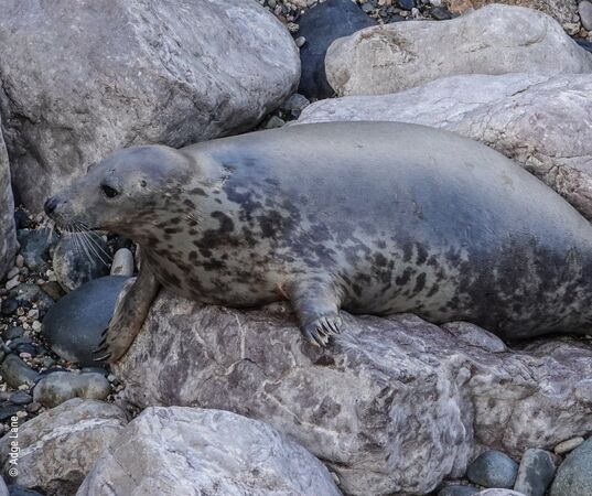 落難海豹帶來新生。（圖／翻攝自RSPCA Stapeley Grange）
