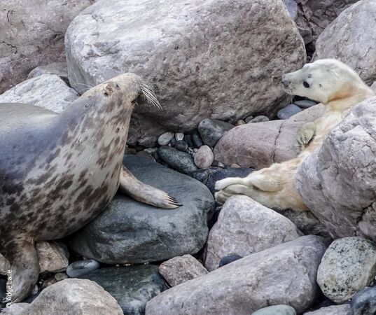 落難海豹帶來新生。（圖／翻攝自RSPCA Stapeley Grange）