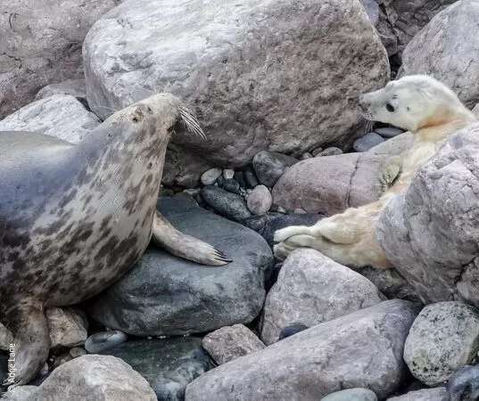 落難海豹帶來新生。（圖／翻攝自RSPCA Stapeley Grange）