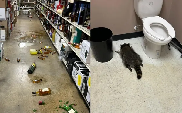 賣酒商店遭大盜洗劫　警到場發現「喝醉浣熊」大字形倒廁所地上。（圖／翻攝自Hanover County Animal Protection and Shelter）