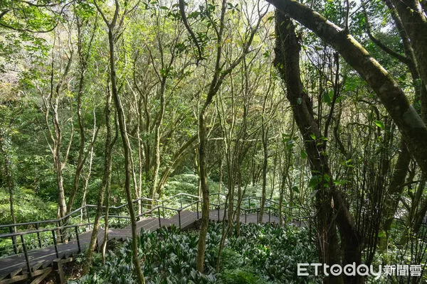 ▲竹子湖青楓步道,青楓步道,陽明山,芒草。（圖／記者彭懷玉攝）