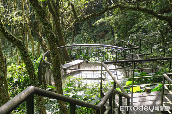 ▲竹子湖青楓步道,青楓步道,陽明山,芒草。（圖／記者彭懷玉攝）