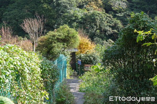 ▲竹子湖青楓步道,青楓步道,陽明山,芒草。（圖／記者彭懷玉攝）