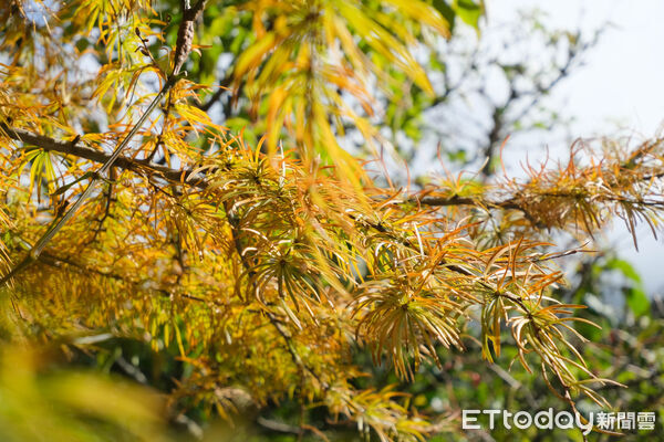 ▲竹子湖青楓步道,青楓步道,陽明山,芒草。（圖／記者彭懷玉攝）