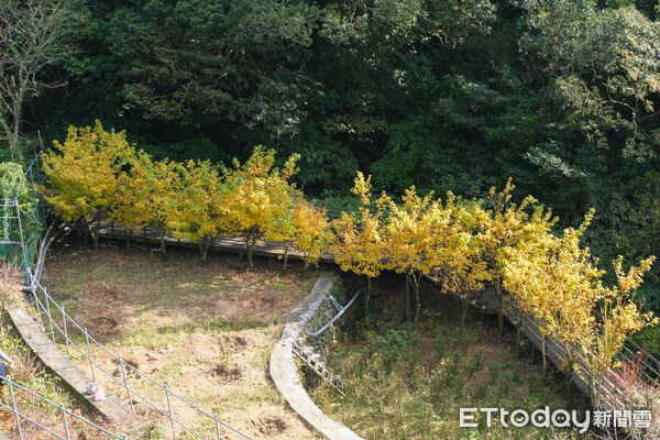 ▲竹子湖青楓步道,青楓步道,陽明山,芒草。（圖／記者彭懷玉攝）