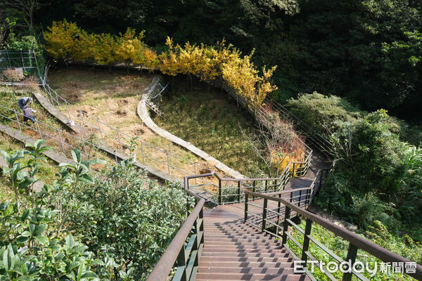 ▲竹子湖青楓步道,青楓步道,陽明山,芒草。（圖／記者彭懷玉攝）