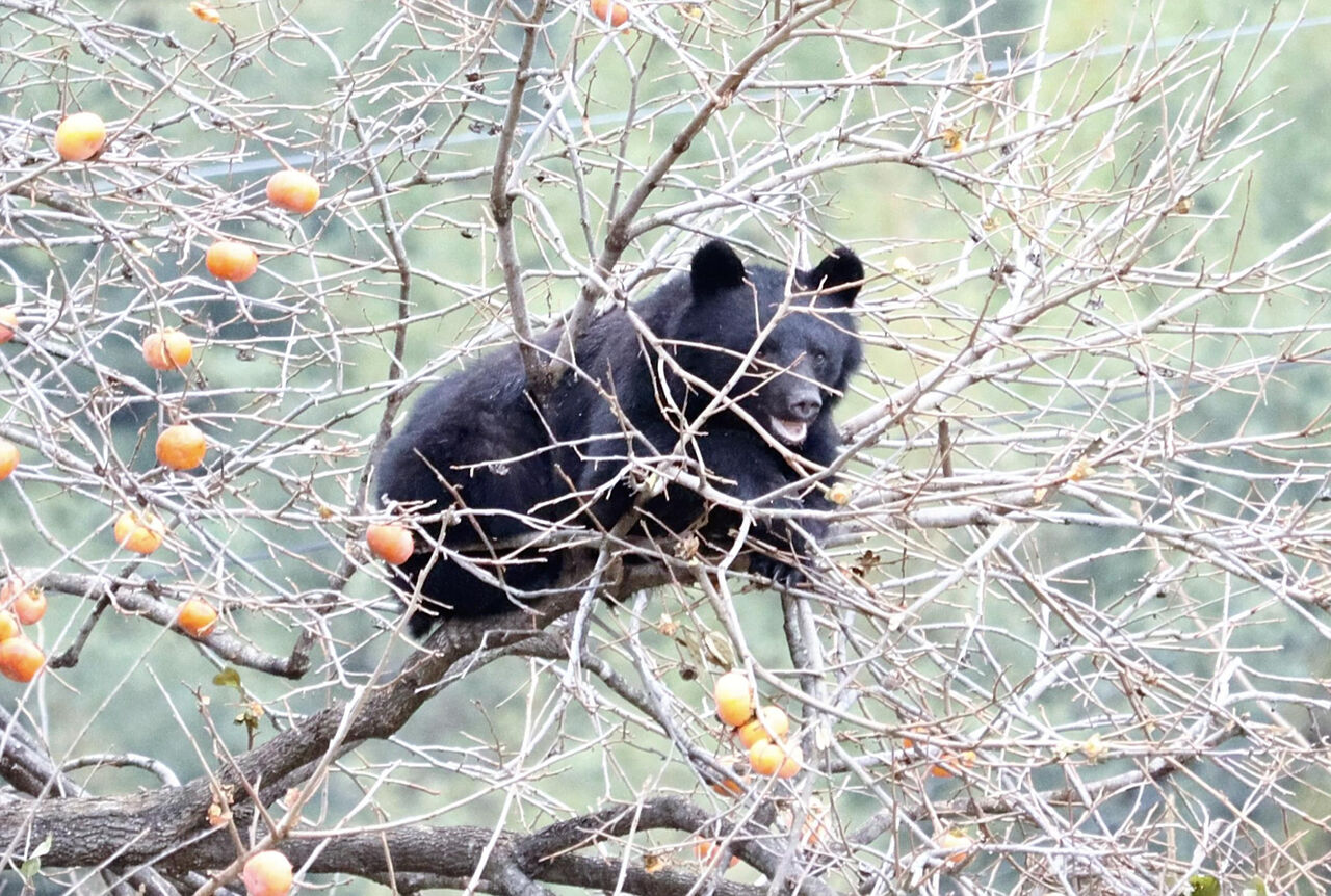 愛犬遭熊襲擊慘死!專家研判「狗肉淪美味晚餐」 一招對抗日本熊