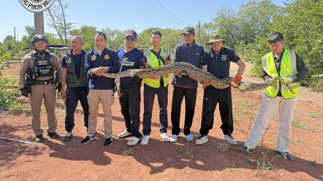 3米巨蟒抓到了！吃太撐逃不了　野放一半「吐出犬屍」