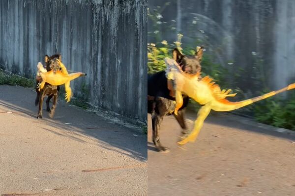 ▲▼歐告大戰綠鬣蜥，10秒就KO。（圖／翻攝臉書／非常路亞）