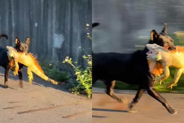 ▲▼歐告大戰綠鬣蜥，10秒就KO。（圖／翻攝臉書／非常路亞）