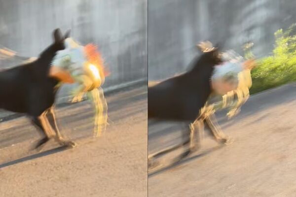 ▲▼歐告大戰綠鬣蜥，10秒就KO。（圖／翻攝臉書／非常路亞）