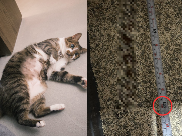 ▲高纖飲食超有效！萌貓醞釀「巨作」　奴才一量：便便長達30公分。（圖／花生放送＠peanut.watson提供，請勿隨意翻拍，以免侵權。）