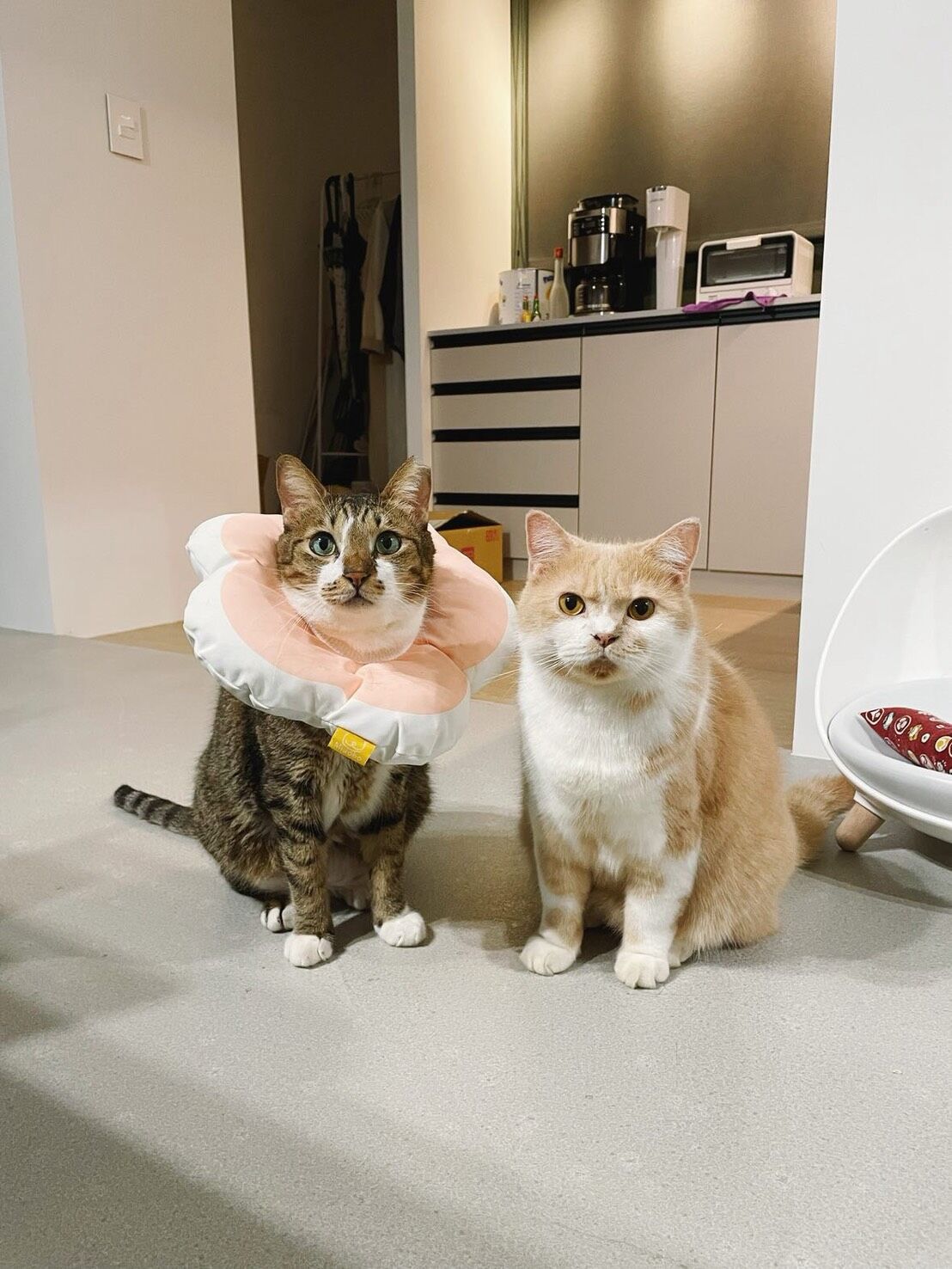 ▲高纖飲食超有效！萌貓醞釀「巨作」　奴才一量：便便長達30公分。（圖／花生放送＠peanut.watson提供，請勿隨意翻拍，以免侵權。）