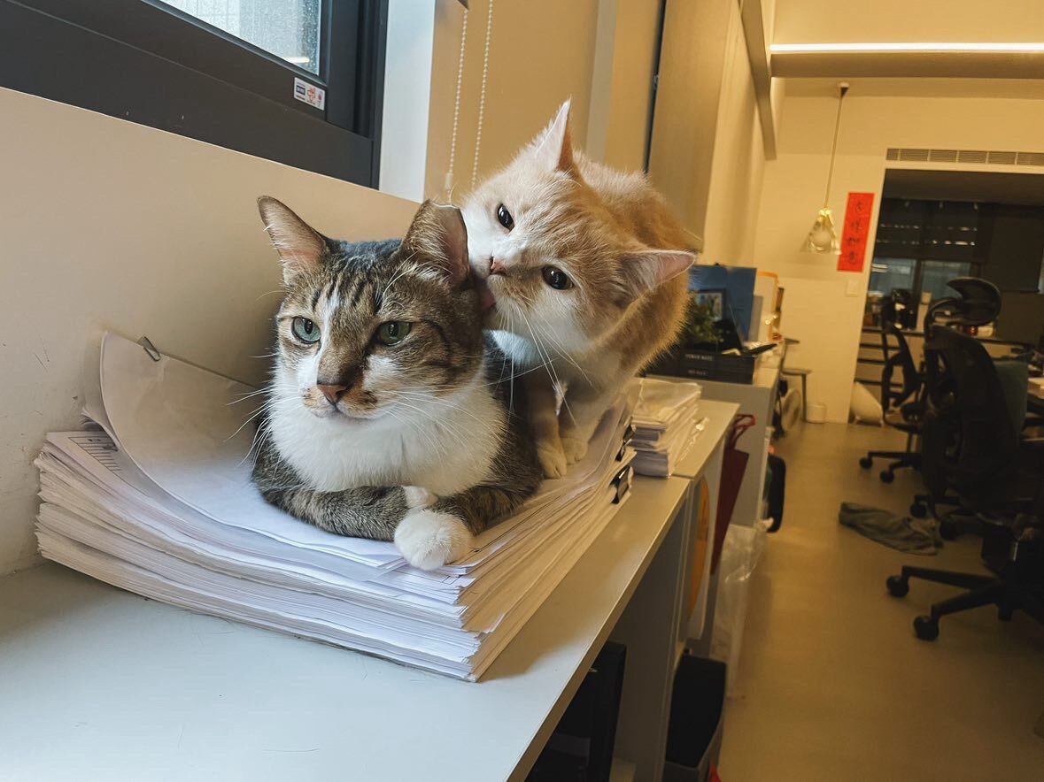 ▲高纖飲食超有效！萌貓醞釀「巨作」　奴才一量：便便長達30公分。（圖／花生放送＠peanut.watson提供，請勿隨意翻拍，以免侵權。）