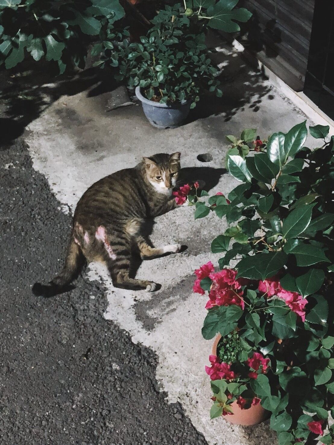 ▲高纖飲食超有效！萌貓醞釀「巨作」　奴才一量：便便長達30公分。（圖／花生放送＠peanut.watson提供，請勿隨意翻拍，以免侵權。）