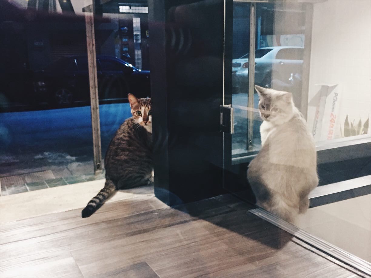 ▲高纖飲食超有效！萌貓醞釀「巨作」　奴才一量：便便長達30公分。（圖／花生放送＠peanut.watson提供，請勿隨意翻拍，以免侵權。）