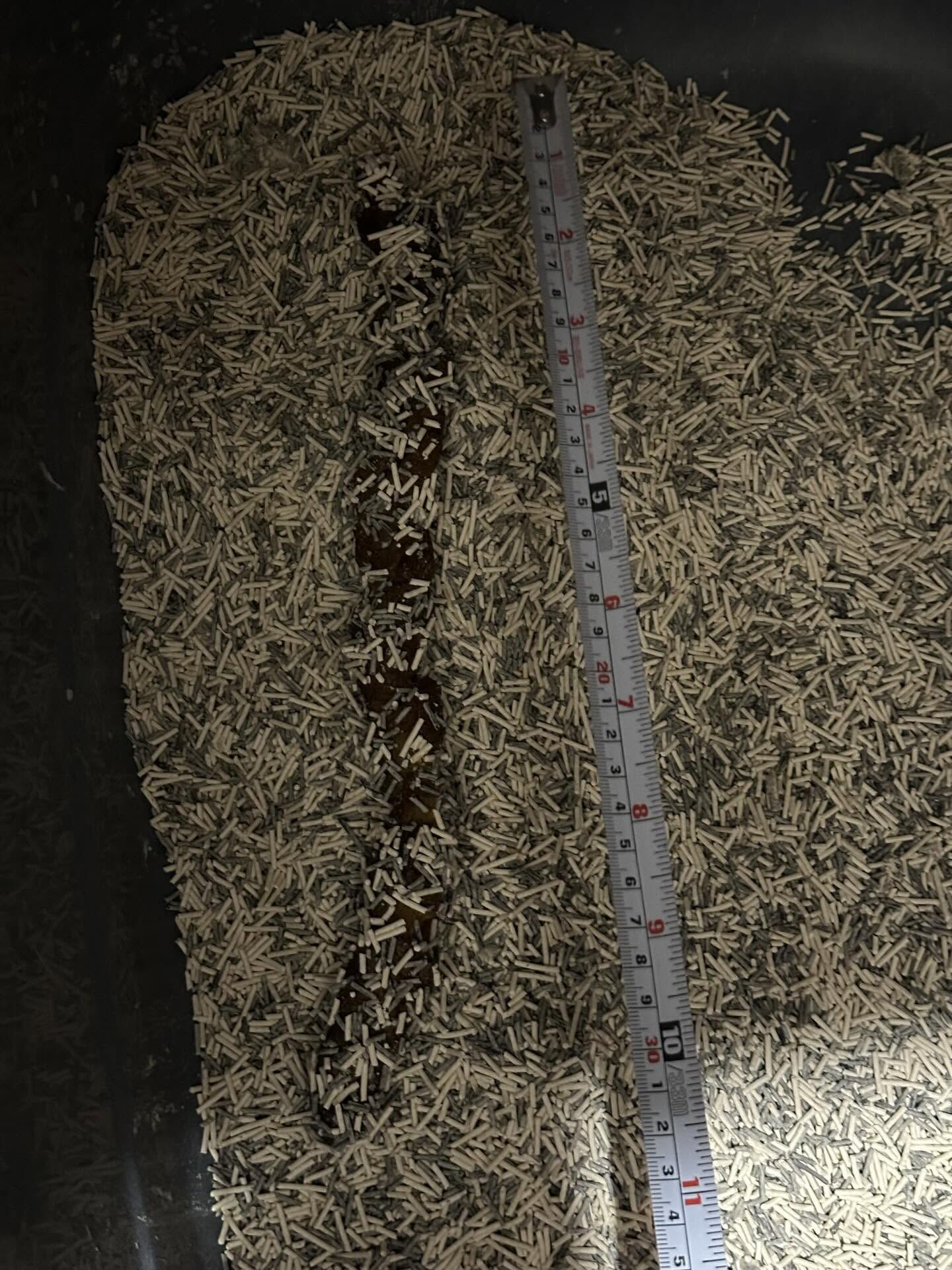 ▲高纖飲食超有效！萌貓醞釀「巨作」　奴才一量：便便長達30公分。（圖／花生放送＠peanut.watson提供，請勿隨意翻拍，以免侵權。）